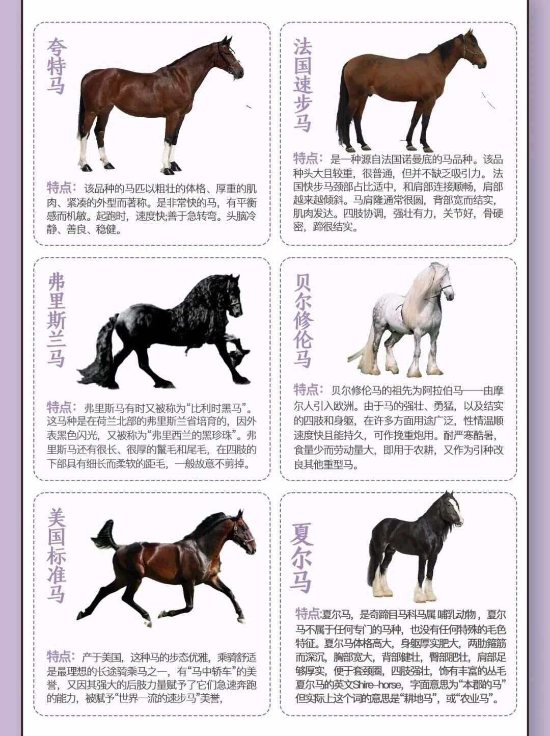 马匹的拼音,一匹马是一声还是三声