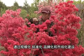 移花接木的近义词,移花接木类似的成语