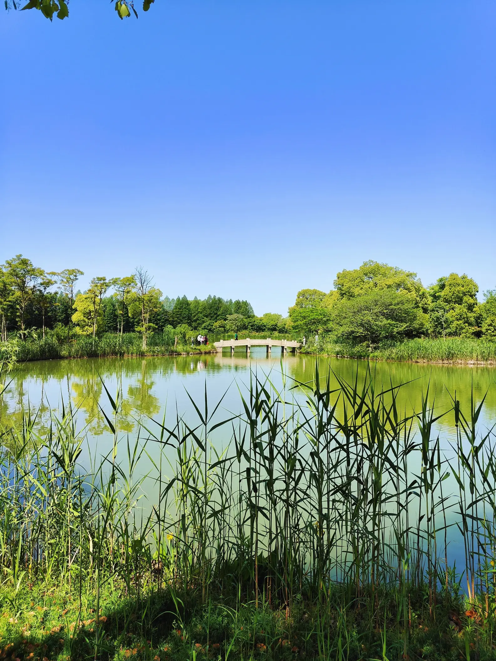 太湖湿地公园,太湖湿地公园景点介绍