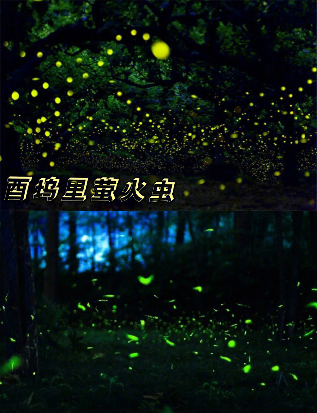 萤火虫公园,萤火虫为什么越来越少了