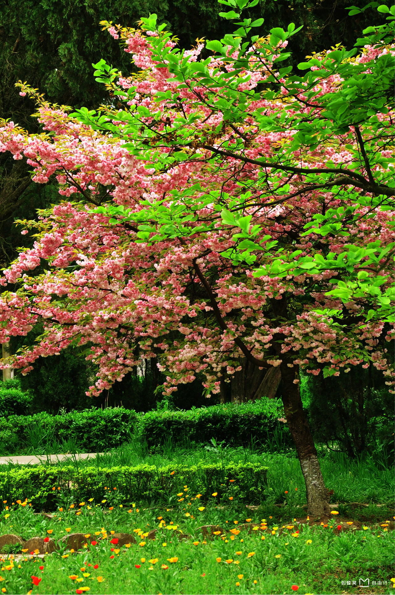 花溪公园,花溪公园门票多少钱一张