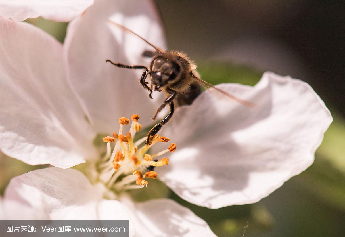树新蜜蜂用英语怎么说,伤心的蜜蜂用英语怎么说