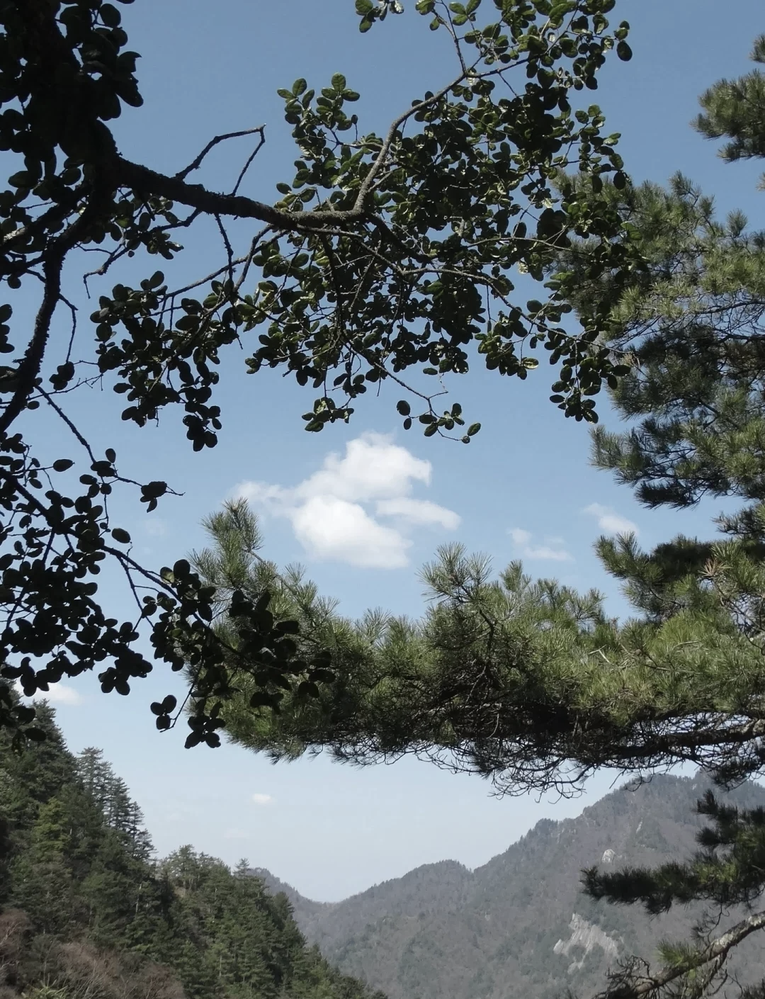 木王森林公园,木王森林公园介绍