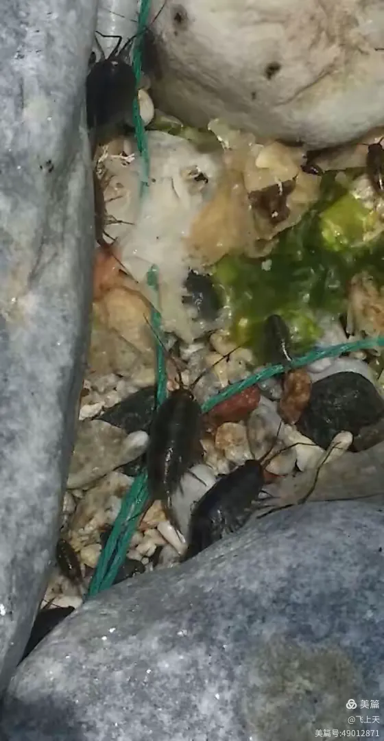 四蹄生风什么意思,四蹄生风是一个成语吗