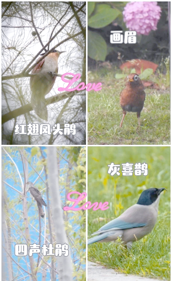 鹃的组词,带鹃字的词语
