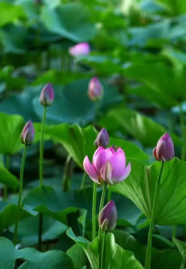 高洁傲岸,梅花在古诗词中常代表高洁傲岸