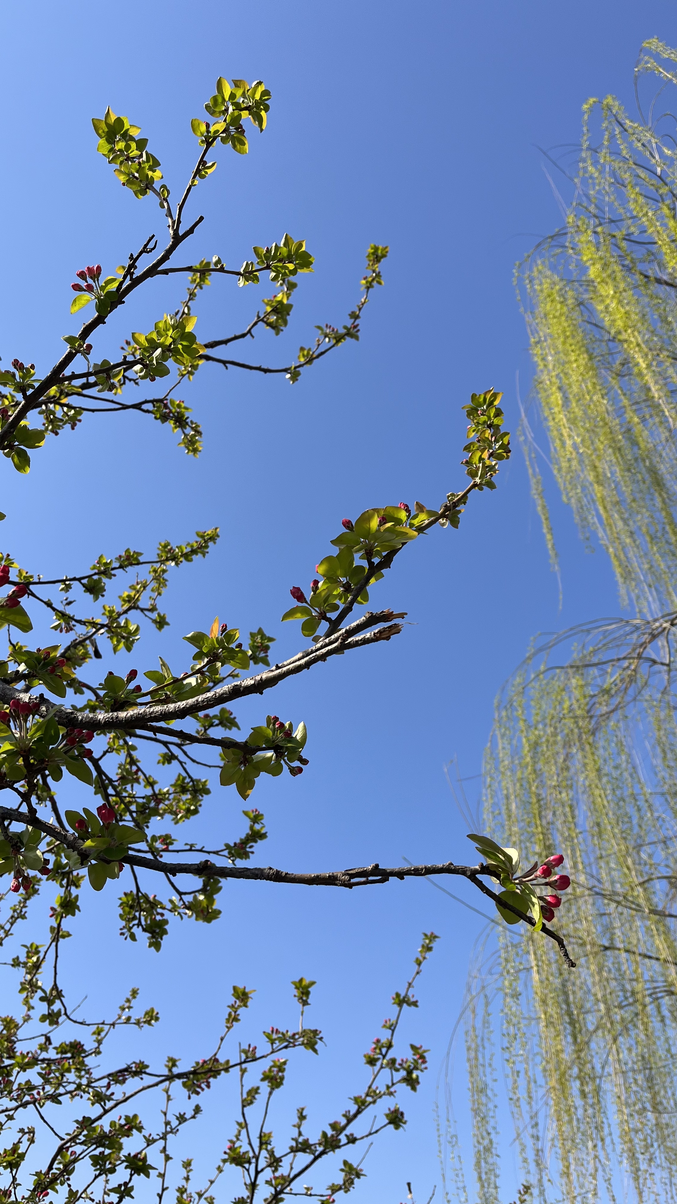 春春,春春河边草