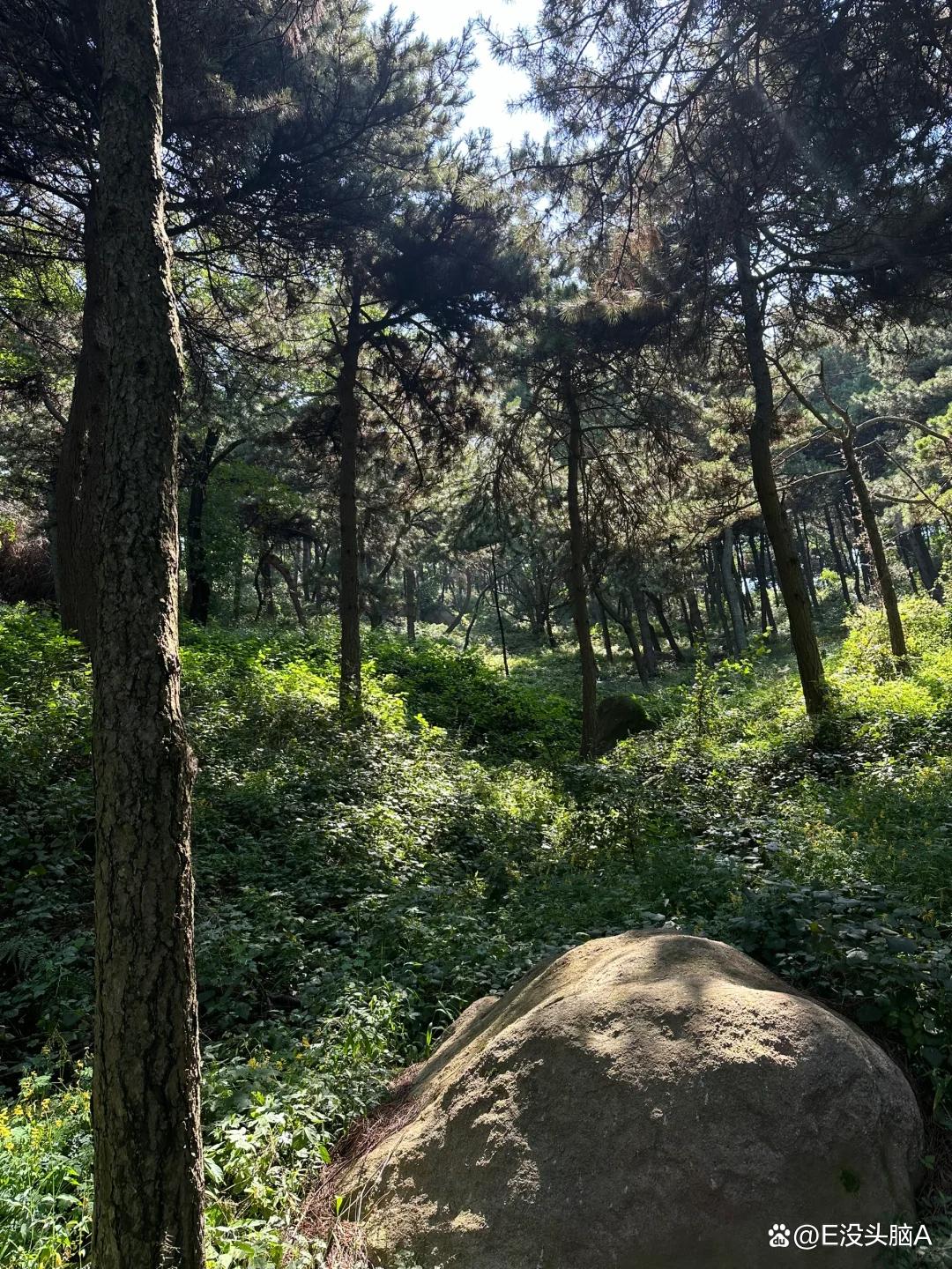 鲁山森林公园,山东鲁山国家森林公园