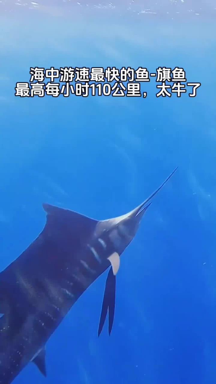 旗鱼手机,旗鱼影视最新手机版下载