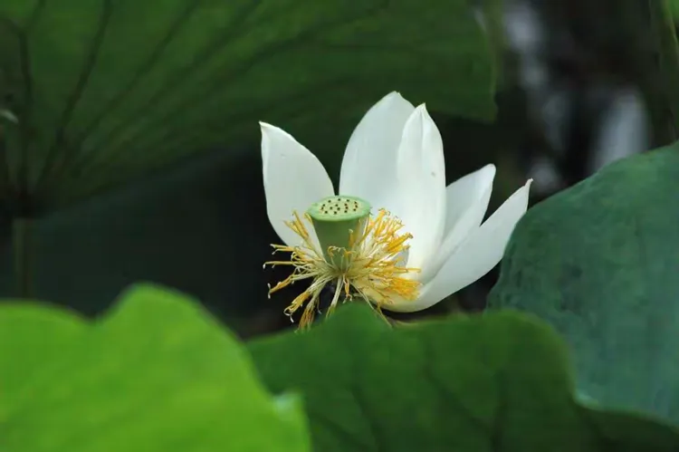波光明灭,波光粼粼的湖面