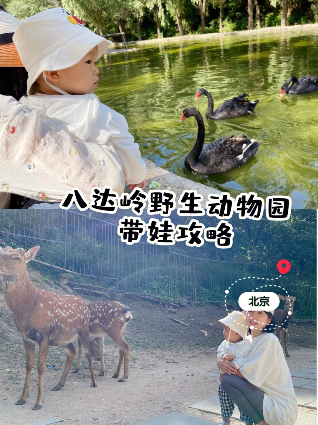 八达岭野生动物园攻略,北京野生动物园一日游攻略