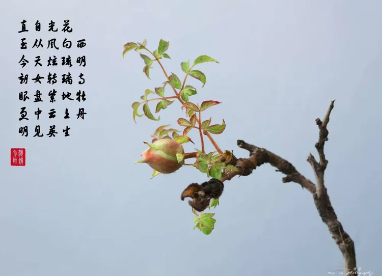 袭人故技的意思,袭人故技的意思猜动物