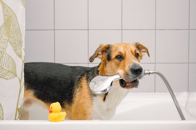 showering,showering是什么意思