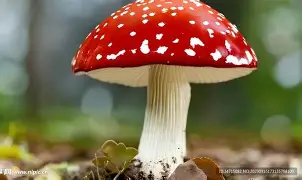 蘑菇云手机精灵,蘑菇云官网下载安装