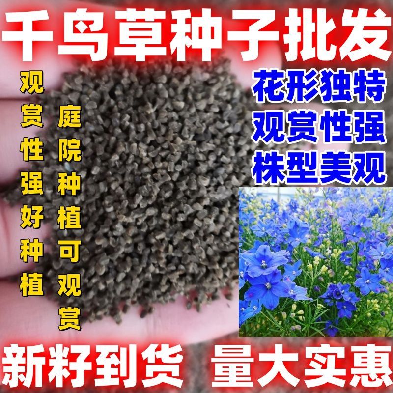 千鸟草,千鸟草和千鸟花