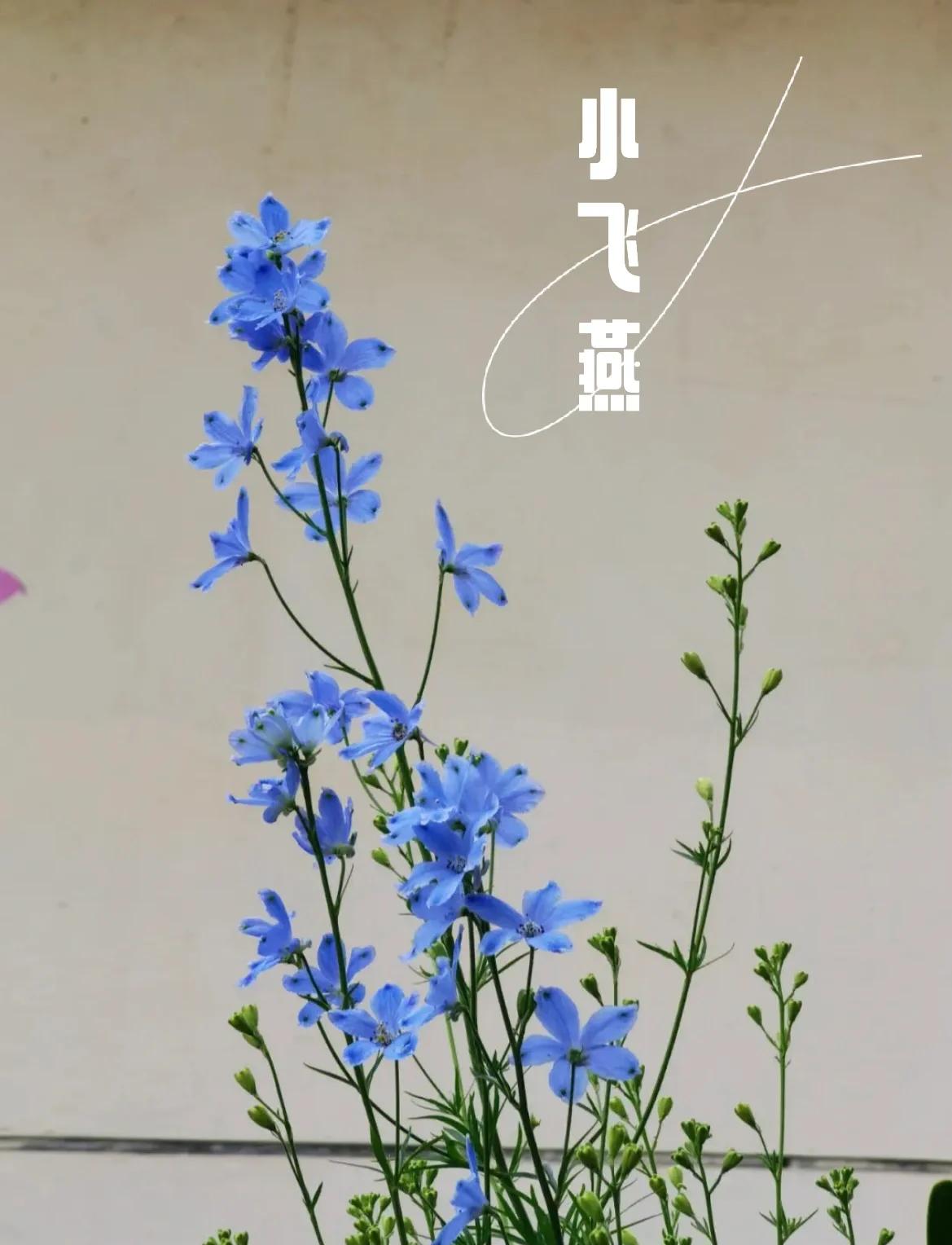 千鸟草,千鸟草和千鸟花