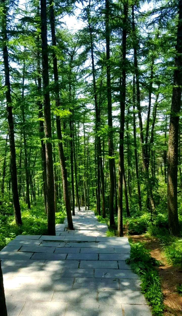 淄博鲁山国家森林公园,淄博鲁山国家森林公园介绍