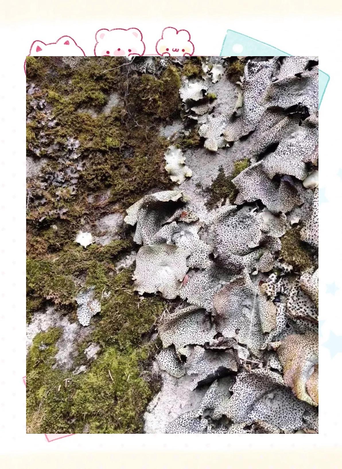 神农架美食,神农架美食推荐