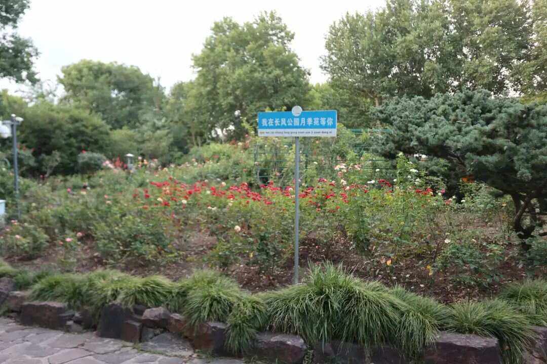 上海长风公园门票,上海长风公园游玩攻略