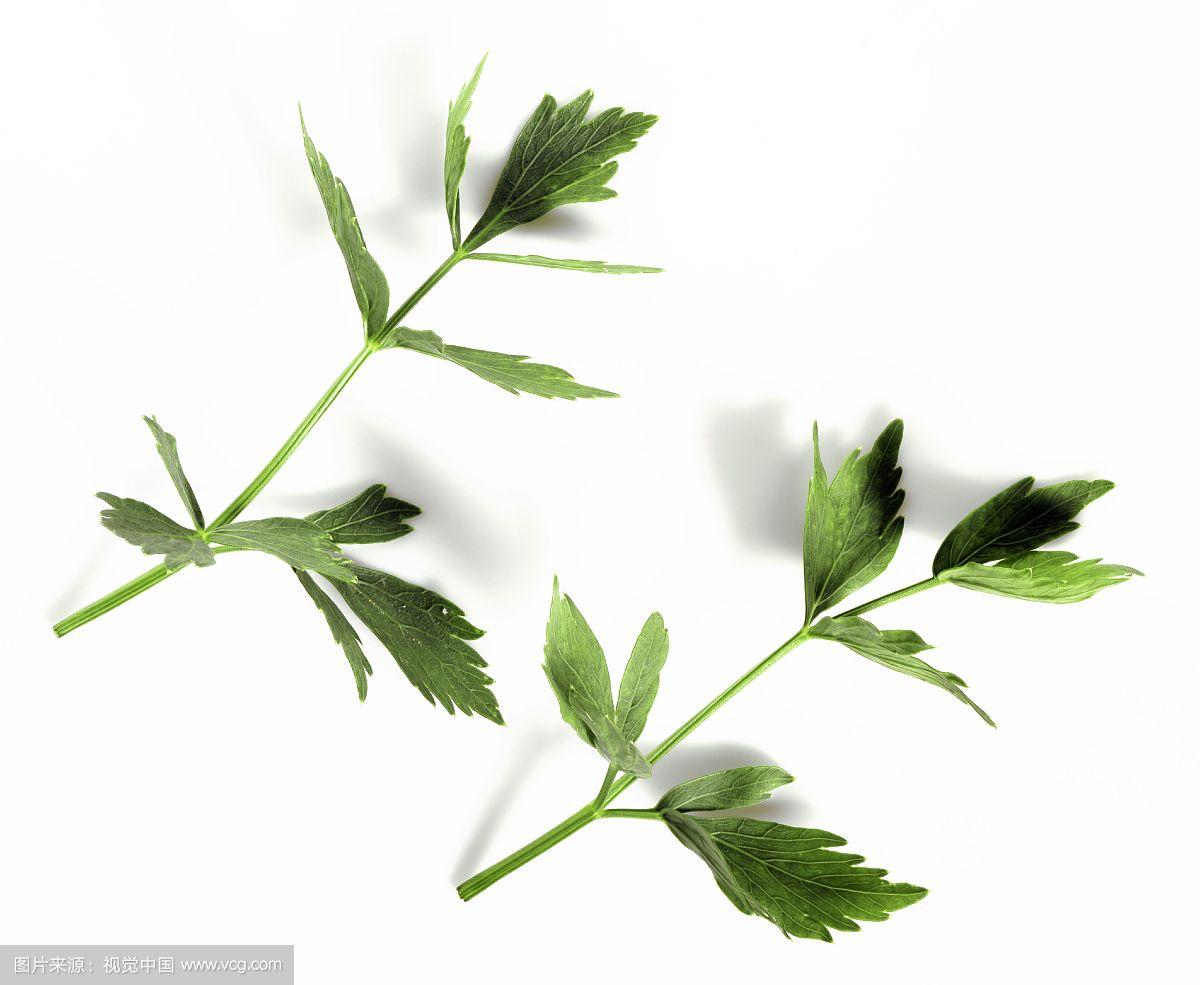 独活草,独活草药图片
