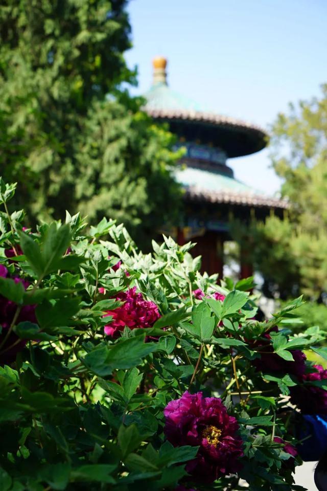 北京公园,北京公园排名