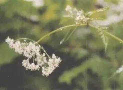 陆参状珑是什么意思,陆x参=多少