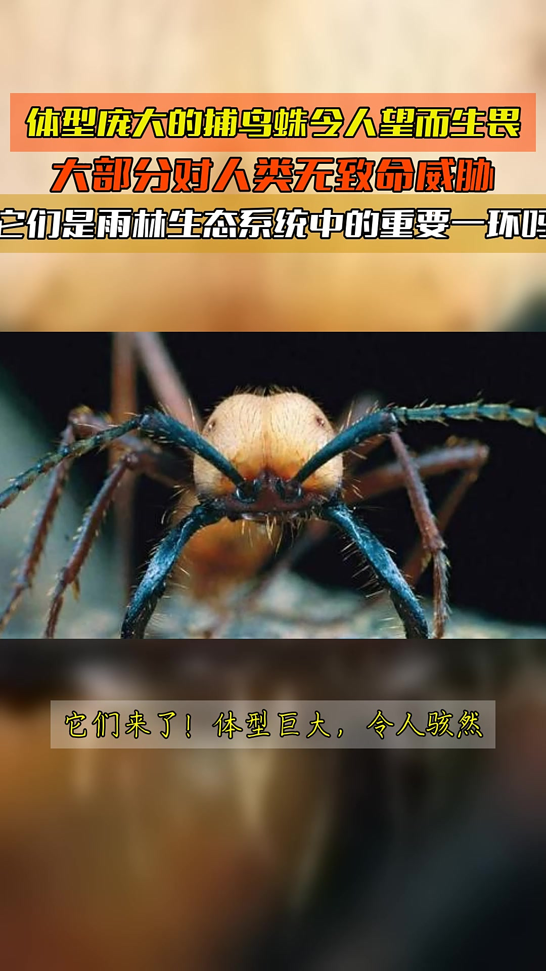 望而生畏,望而生畏和望而却步区别在哪