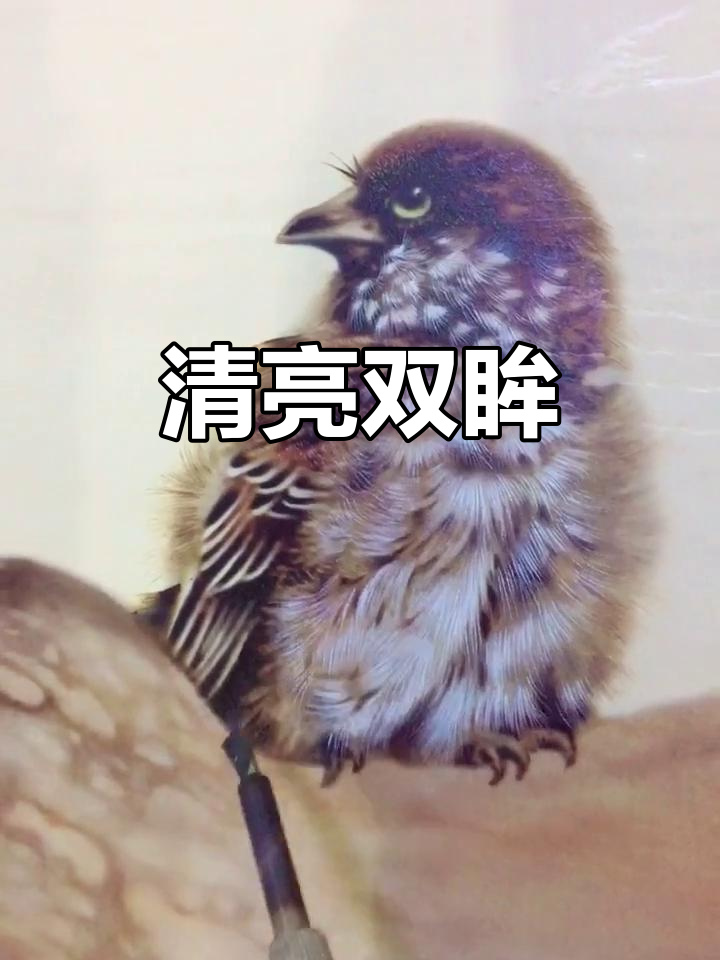 闭塞眼睛捉麻雀,闭塞眼睛捉麻雀,上穷碧落下黄泉是指什么生肖